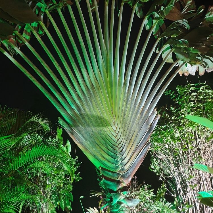 deco